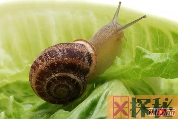 蜗牛是爬得最慢?盘点世界上十大最慢的动物
