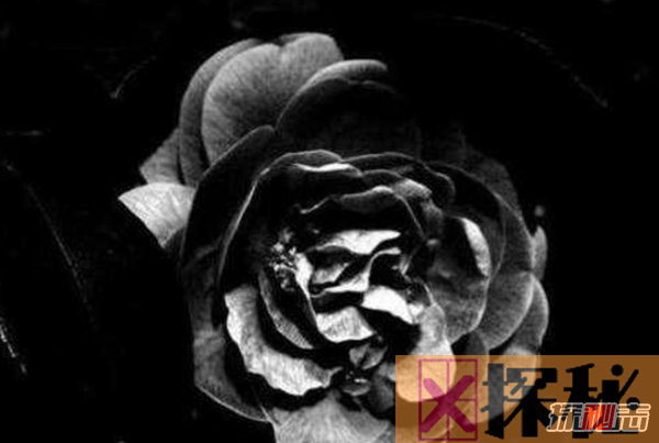 不同的花代表的含义不同,盘点世界上十大黑暗之花(附图)
