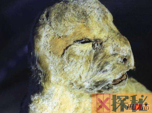 俄罗斯发现冰冻四万年幼狮,科学家欲解冻将其复活