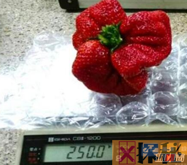 世界上最大的草莓：长相奇丑无比(重达250克)