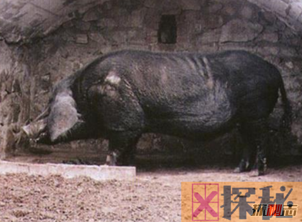 世界上最大的猪：重达2000斤(不挑食没打激素)