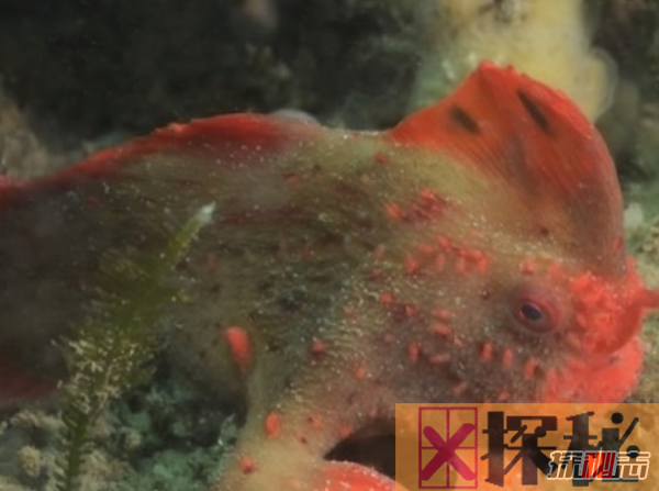 世界上最奇怪的鱼：红色有手鱼(附图片)