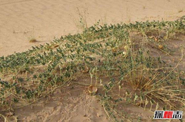 长在沙漠中的“西瓜”：药葫芦（含有剧毒一口即死）