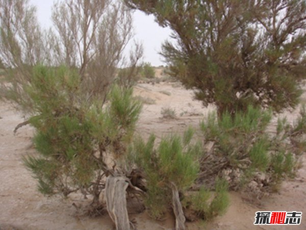 沙漠最顽强的植物：抗热抗旱抗寒的梭梭（优良固沙植物）