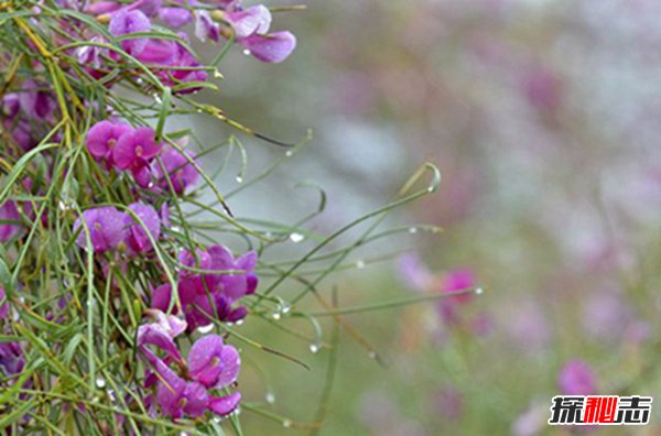 生长在沙漠的花：漂亮又迷人的花棒（最长可活70年）