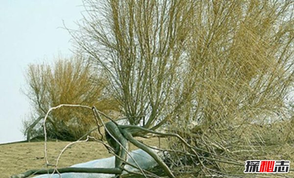 沙漠最顽强的植物：抗热抗旱抗寒的梭梭（优良固沙植物）