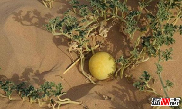 长在沙漠中的“西瓜”：药葫芦（含有剧毒一口即死）