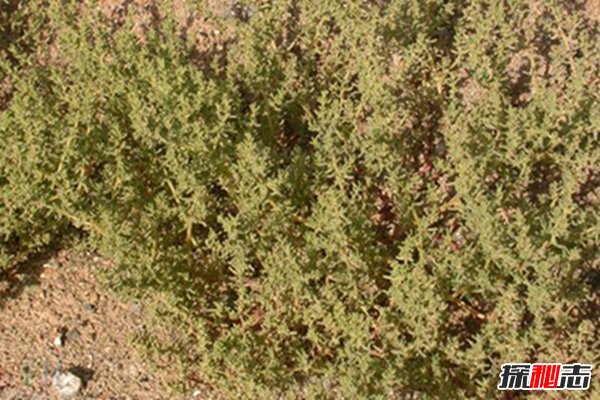 沙漠中最常见五大植物：第一家庭常见第三可食用美容