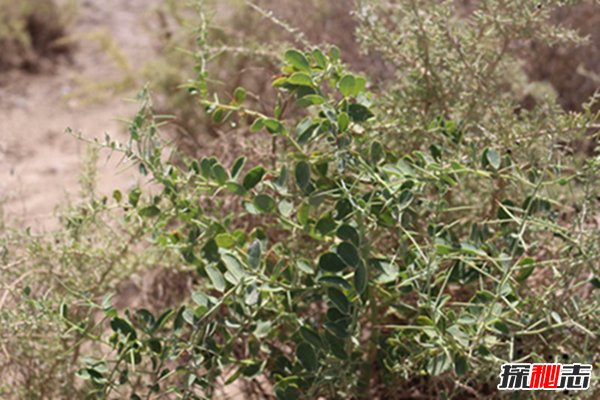 沙漠中最常见五大植物：第一家庭常见第三可食用美容