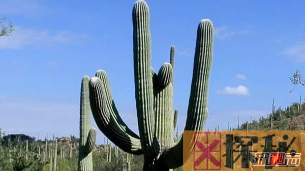 沙漠中最顽强的十大植物,圆桶掌能在地下存活达6年