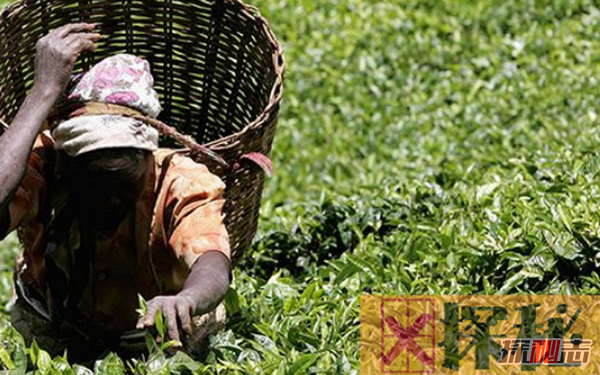 世界上茶叶生产十大国,印度有超10亿饮茶者(70%国内消费)