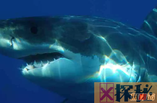 世界十大最强食肉动物,大白鲨寿命可达70年或更长