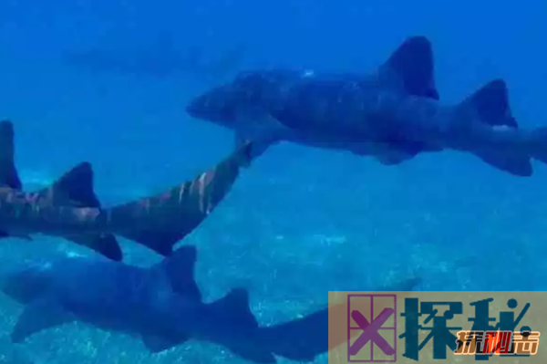 世界十大对人无害的鲨鱼,鲸鲨美誉为温和的巨人(13吨)