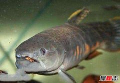 最危险十大鱼类，第5进入生殖器吸血（只能截肢）