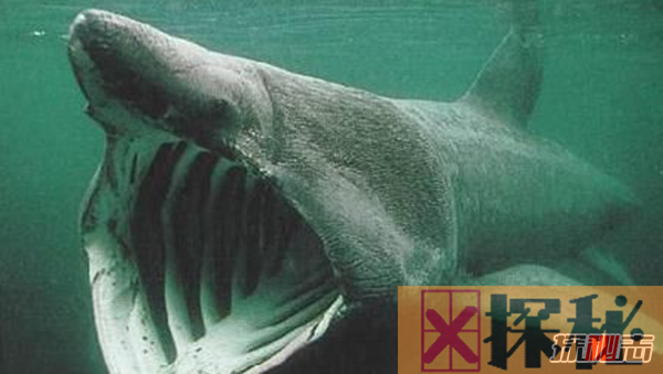 世界上十大最长鱼类：鲸鲨最长为41.5英尺(重达21.5吨)