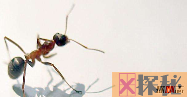 蚂蚁为什么不会迷路?关于蚂蚁的12大惊奇秘密
