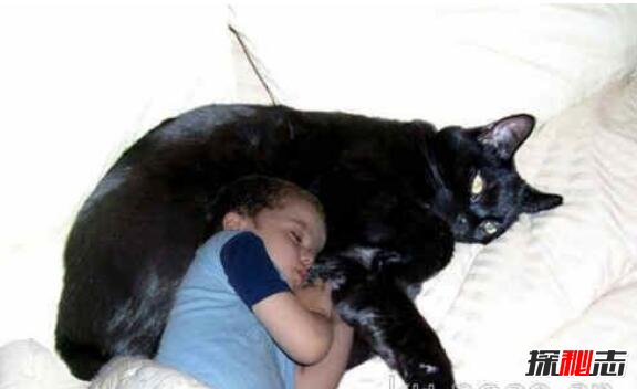 世界上最大的猫，乌克兰巨猫angie重726斤(PS所致)