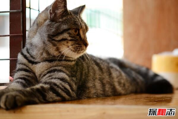世界上最大的猫排行榜，缅因猫夺冠被封温柔的巨人