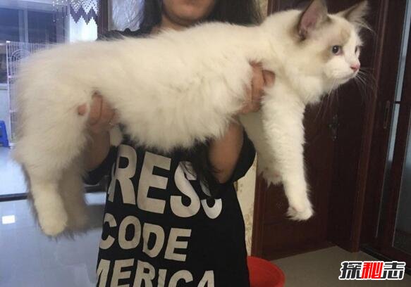 世界上最大的猫排行榜，缅因猫夺冠被封温柔的巨人