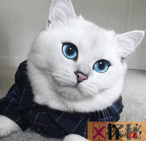 世界上眼睛最漂亮的猫:英国短毛猫科比(碧蓝色眼珠)