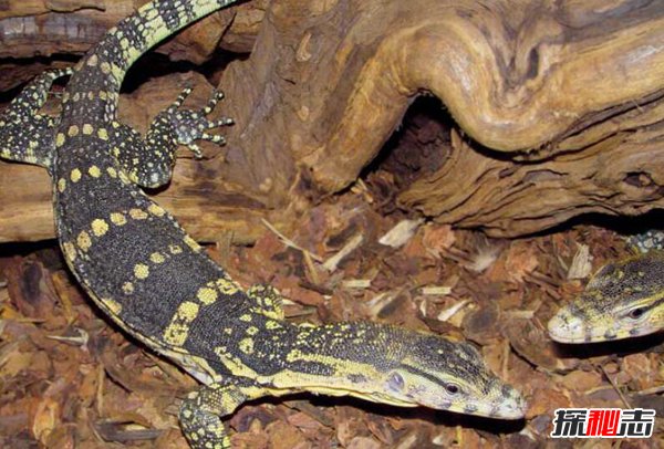 中国最大的蜥蜴：水巨蜥最长达3米体重30千克（温和干净）