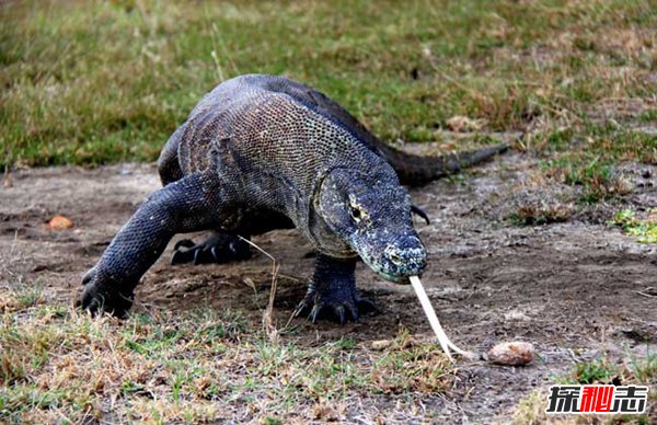 世界上最大的蜥蜴，科莫多巨蜥最长3米（12人死于毒液）