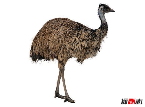 世界上最大的鸟：鸵鸟最长达3米脖子长跑得快（最大的蛋）