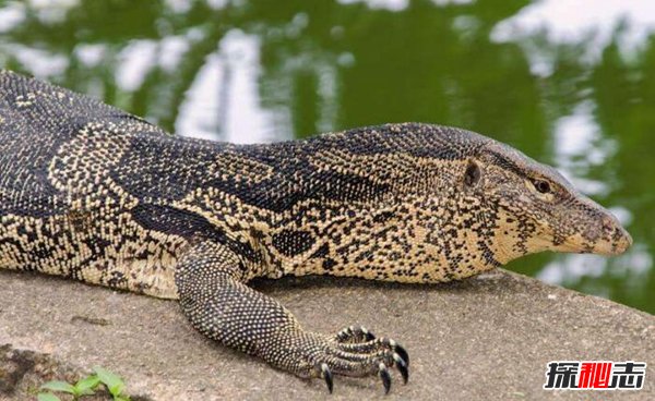 中国最大的蜥蜴：水巨蜥最长达3米体重30千克（温和干净）