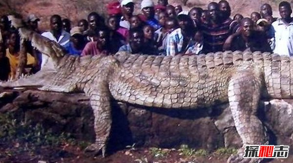 世界最大的鳄鱼,湾鳄一口可咬碎野牛骨头（咬合力4200磅）