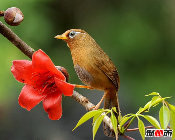 中国四大名鸟，第一声音动听第三价格最贵几十万一只
