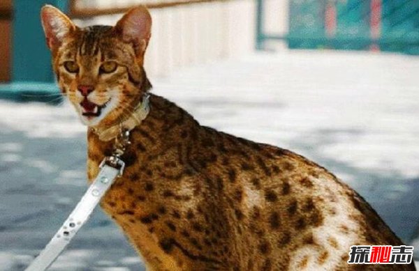 世界价格最贵的猫：阿什拉猫17万一只（身高1.2米混血猫）