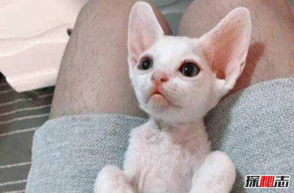 血统最高贵的猫：德文莱克斯猫大耳朵超萌（酷似精灵）