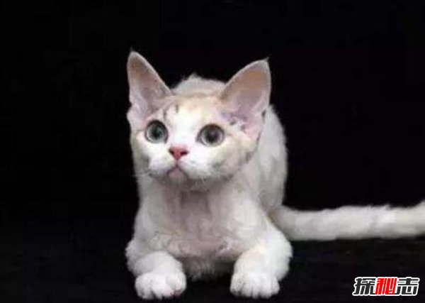 血统最高贵的猫：德文莱克斯猫大耳朵超萌（酷似精灵）