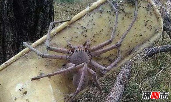 巨蜘蛛：相当恐怖的丛林猎杀者,吃人图片曝光（普通蜘蛛百倍大）