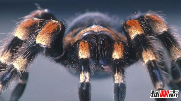 巨蜘蛛：相当恐怖的丛林猎杀者,吃人图片曝光（普通蜘蛛百倍大）