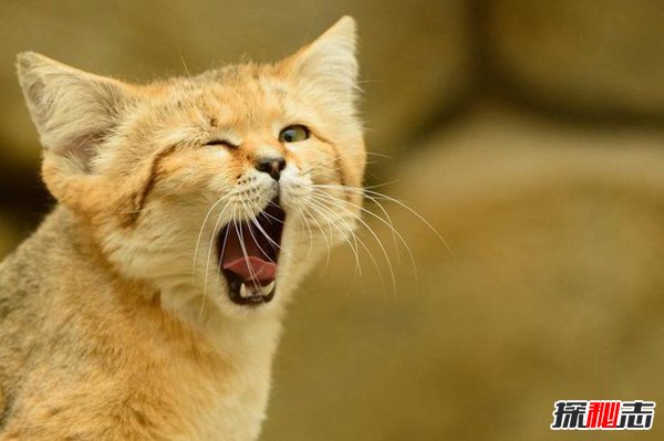 世界十大禁养名猫：第1速度极快第4超级凶猛可吃人