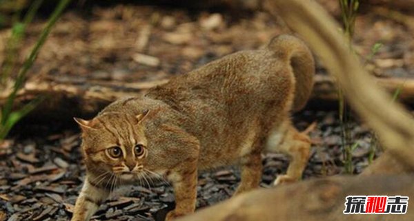 世界十大禁养名猫：第1速度极快第4超级凶猛可吃人