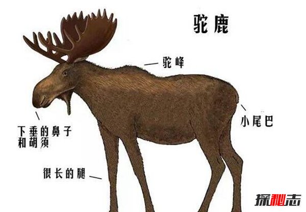 世界上最大的鹿：驼鹿体型像骆驼鹿角像铲子（长3米重1吨）