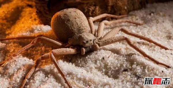 世界十大最毒蜘蛛，巴西游走蛛6微克毒液可杀老鼠