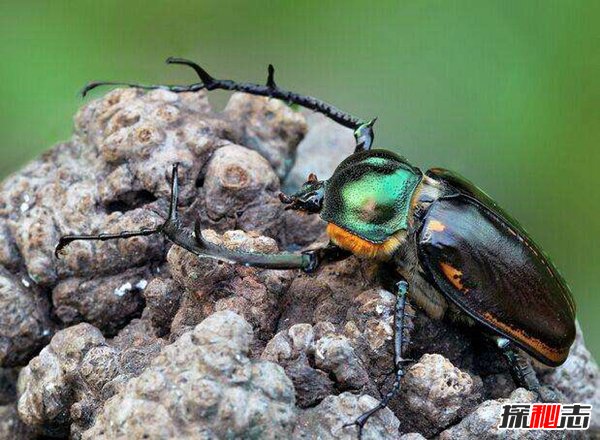 世界最值钱甲虫：阳彩臂金龟一只几十万（曾经灭绝）