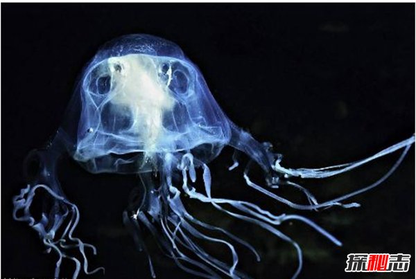 世界毒王澳洲方水母有多毒？澳洲方水母的天敌是谁