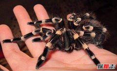 世界十大最毒蜘蛛，巴西游走蛛6微克毒液可杀老鼠