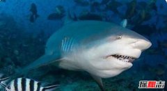 世界十大最恐怖鲨鱼 大白鲨仅第3第1凶猛无比