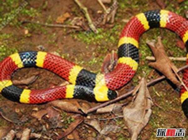 世界最美的蛇 魔鬼蛇红黑黄相间毒性极强