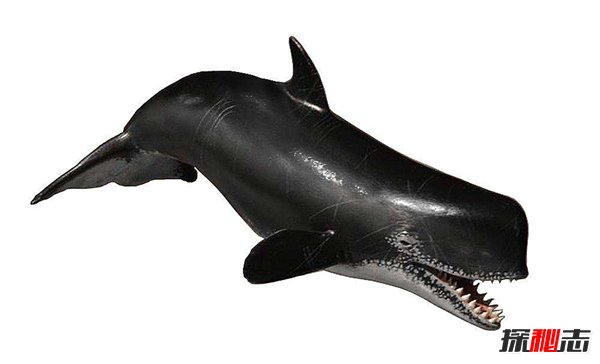 海洋最强霸主：梅尔维尔鲸长17米重65吨（所向披靡）