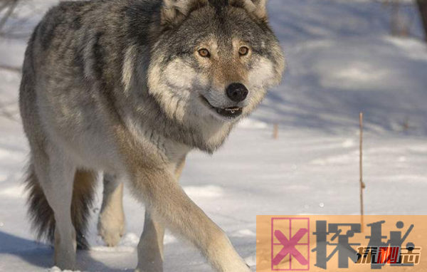 狼的智商相当于人几岁?狼的十大惊人性格特征