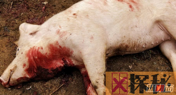 吃肉是否过于残忍?人类对动物的十大残忍行为