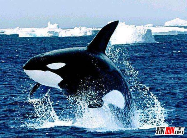 “海洋霸王”虎鲸连大白鲨都不怕 为什么独对人类迷之友好