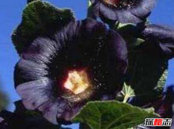 世界上最毒最妩媚的花 整株有毒让人沉迷其中