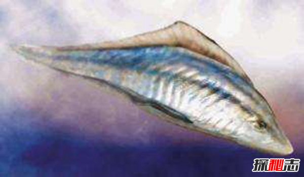 奥陶纪十大恐怖生物  其中几种依旧生活在海洋深处